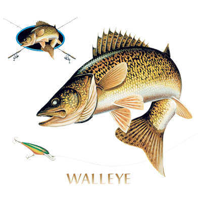 Walleye Profile Fishing