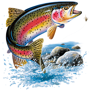 Rainbow Trout Going for Lure Fishing